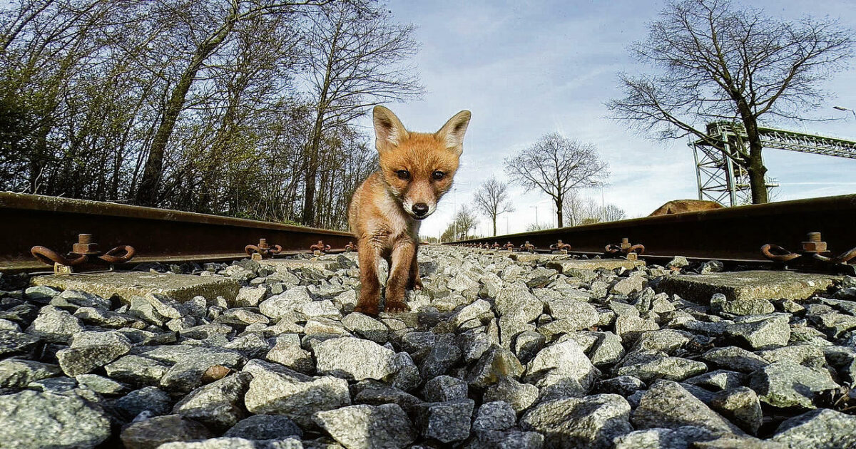 Amsterdam Wildlife