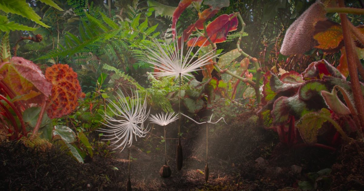 Dandelion's Odyssey