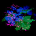 IDFA 2023 Nocturne for a Forest 3