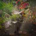 Kaboom 2026 Dandelions Odyssey 3