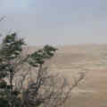 Arbre vent
