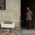Fang 5cwang bing