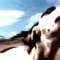 Francis alys el gringo