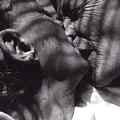 still Nitrate Kisses (Barbara Hammer, US 1992)