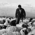 still Three (Aleksandar Petrovic, YU 1965)