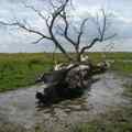 still Weemoed & wildernis (Digna Sinke, NL 2010)