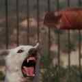 still White Dog (Samuel Fuller, US 1982)