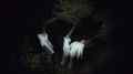 Cinedans 2026 Short Docs 3 The Art of Impossibility
