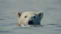IDFA 2026 Nuisance Bear