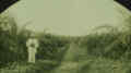 Palm Oil Film 1