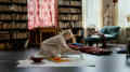 Still Tove (Zaida Bergroth)