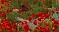 still Memory (Vladlena Sandu, NL/FR 2025)