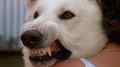 still White Dog (Samuel Fuller, US 1982)