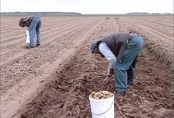 still from Les glaneurs et la glaneuse (Agnès Varda, FR 2000)