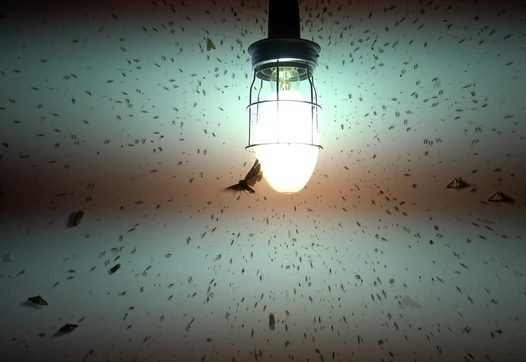 still from Amsterdam Wildlife by Night (Merel Westrik & Martin Melchers, NL 2026)
