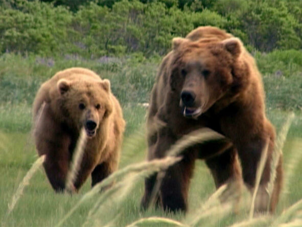 still uit Grizzly Man (Werner Herzog, US 2005)